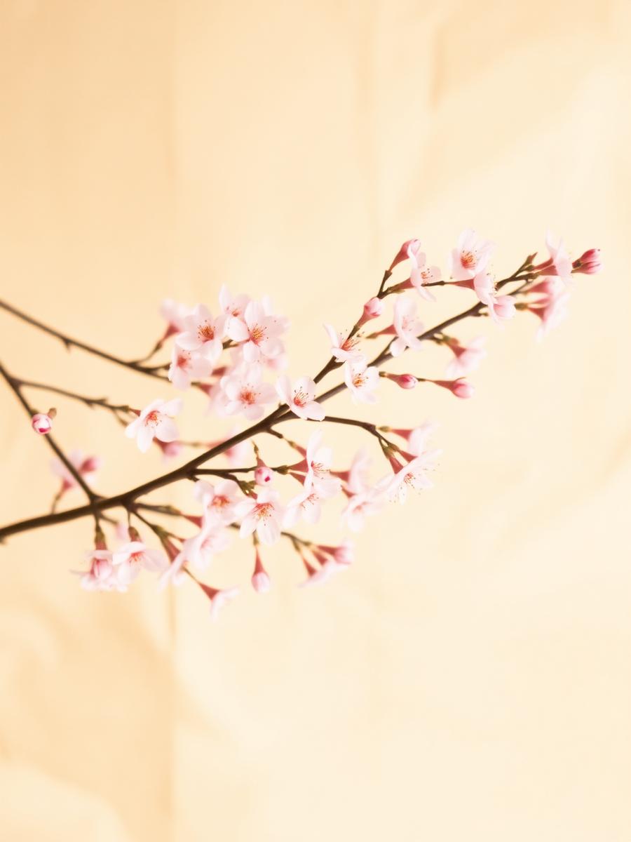 Sakura branches